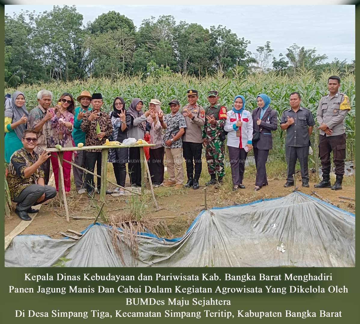 Panen jagung manis dan cabai dalam kegiatan Agrowisata yang dikelola oleh Badan Usaha Milik Desa (BUMDes) Maju Sejahtera di Desa Simpang Tiga